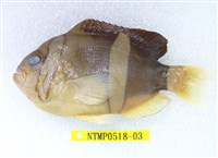 藏品(克氏海葵魚)的圖片